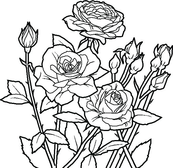 593x577 Rose Coloring Pages Unique Coloring Pages Amy Rose Colouring Pages