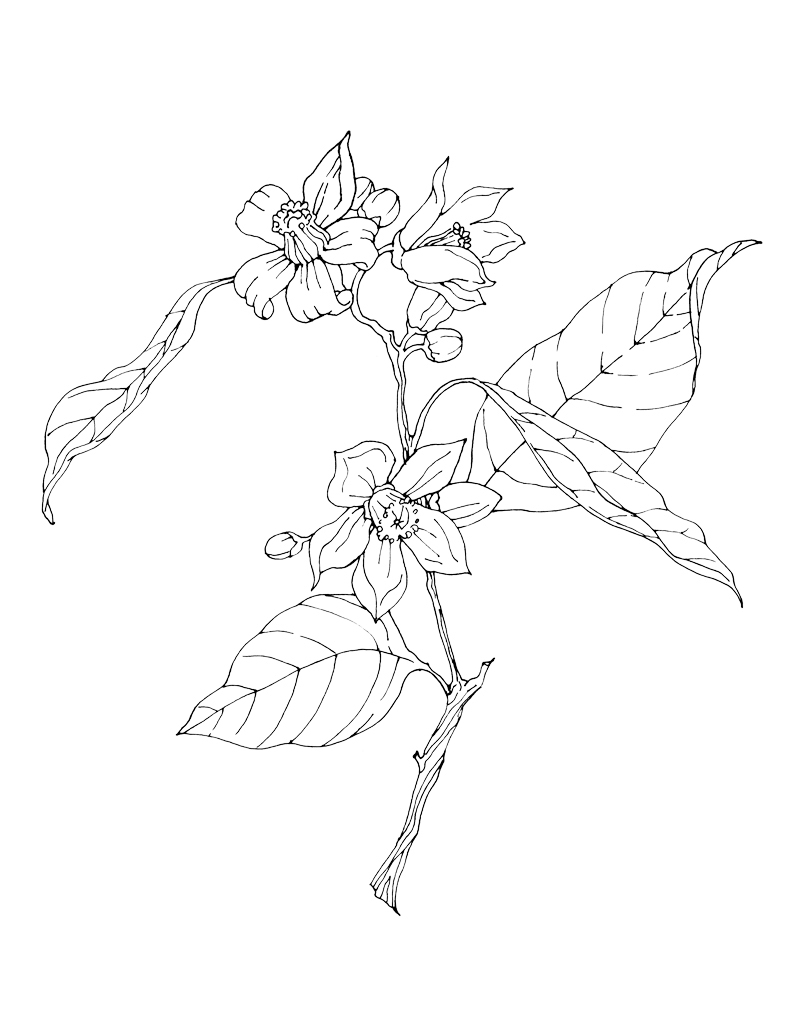 800x1027 Awesome Orange Blossom Flower Coloring Sheet Design Printable