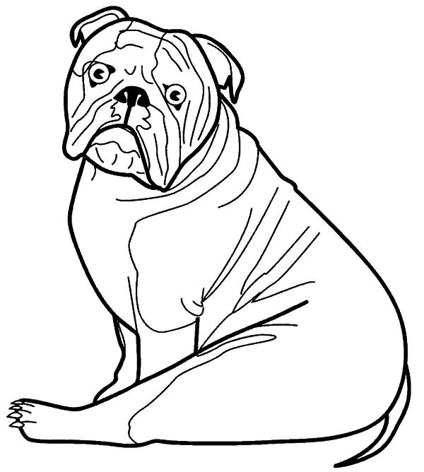 600x668 Bulldog Coloring Pages Awesome Usmc Bulldog Coloring Pages