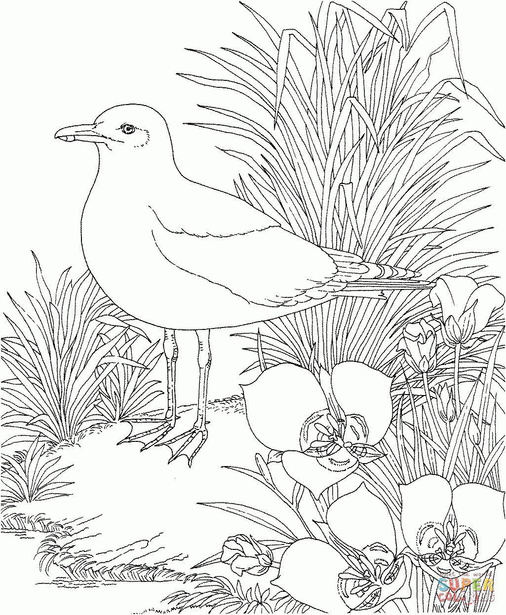 1025x1247 Fascinating California State Flower Coloring Page Gull And Sego