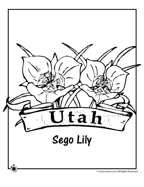 563x729 State Flower Coloring Pages Missouri State Flower Coloring Page