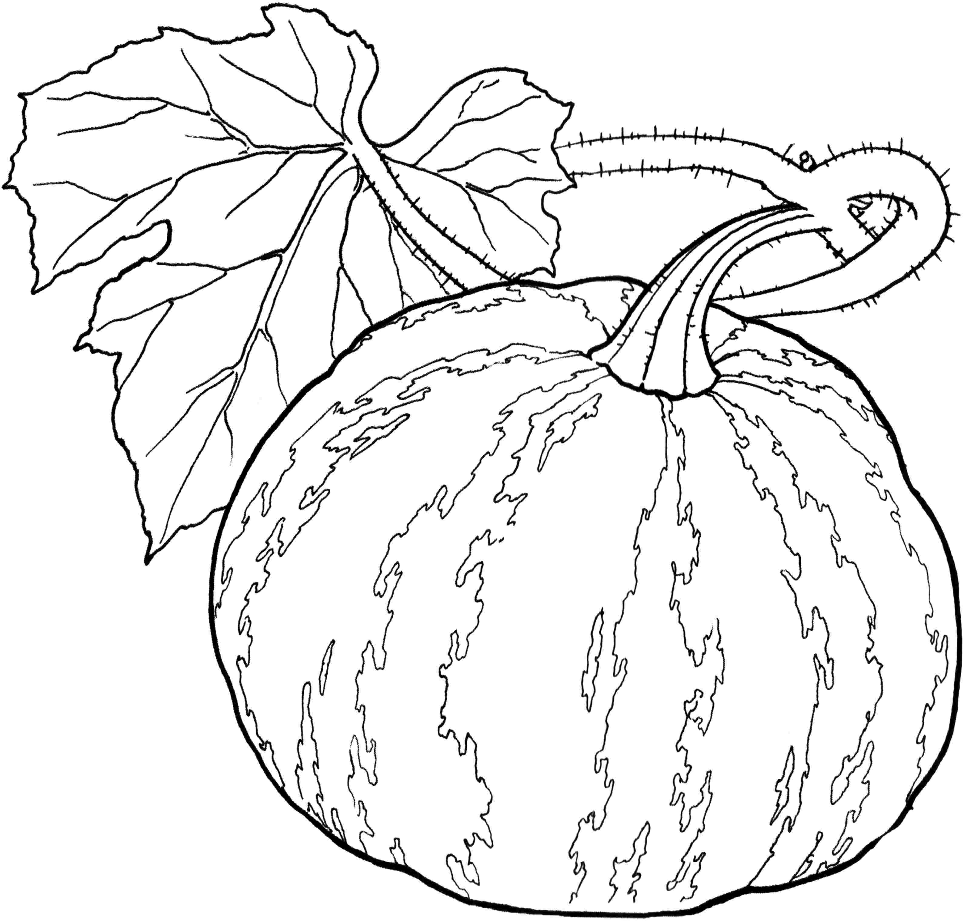 3181x3042 Excellent Vegetable Pictures To Color No Related Posts Boyama