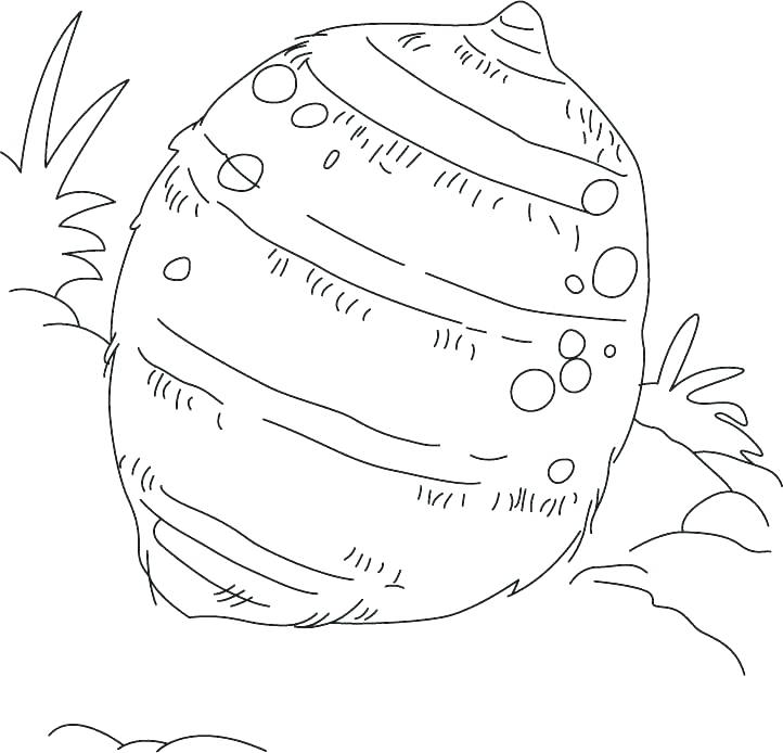 722x694 Vegetable Coloring Pages Coloring Pages Of Vegetables Vegetable