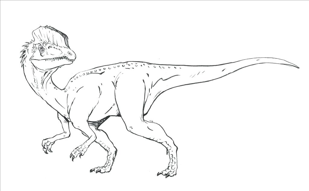 1023x631 Velociraptor Coloring Page Park Coloring Page Pics Of Raptor Pages
