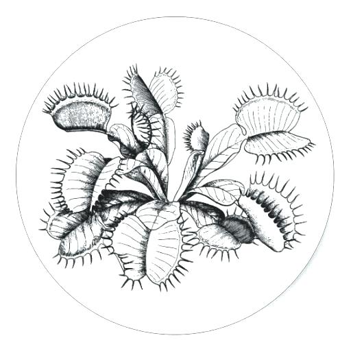 512x512 Venus Fly Trap Coloring Page Fly Trap Coloring Page Fly Trap