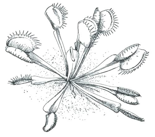 500x442 Venus Fly Trap Coloring Page Monster High Venus Fly Trap Coloring