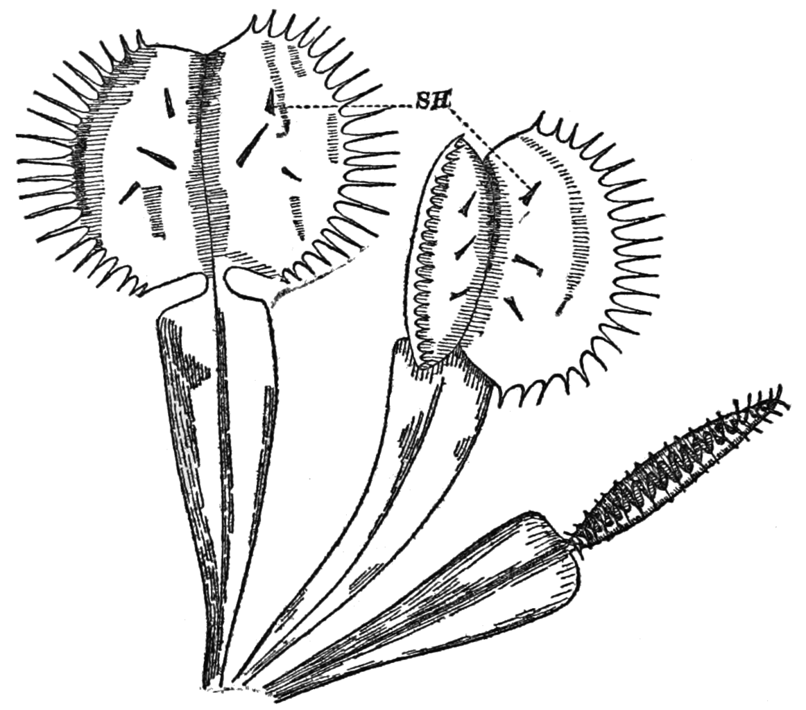 1162x1024 Filepsm V85 D032 Venus Flytrap Dionaea Muscipula.png
