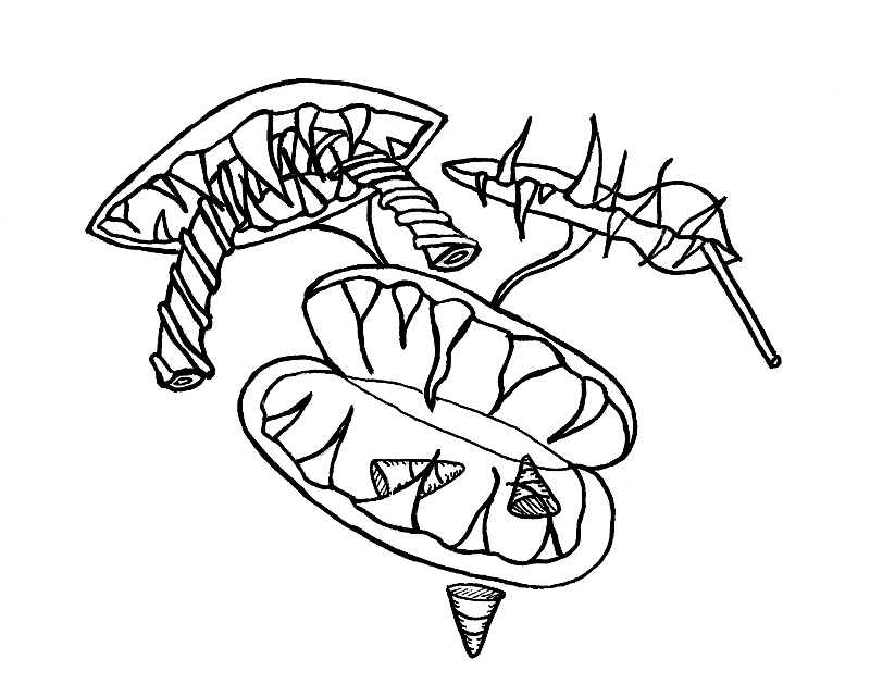 800x629 Venus Fly Trap Coloring Pages Download