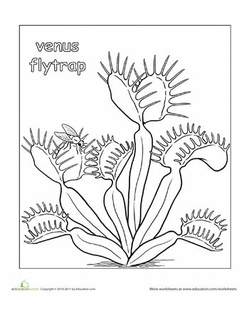 350x440 Venus Fly Trap Line Drawing