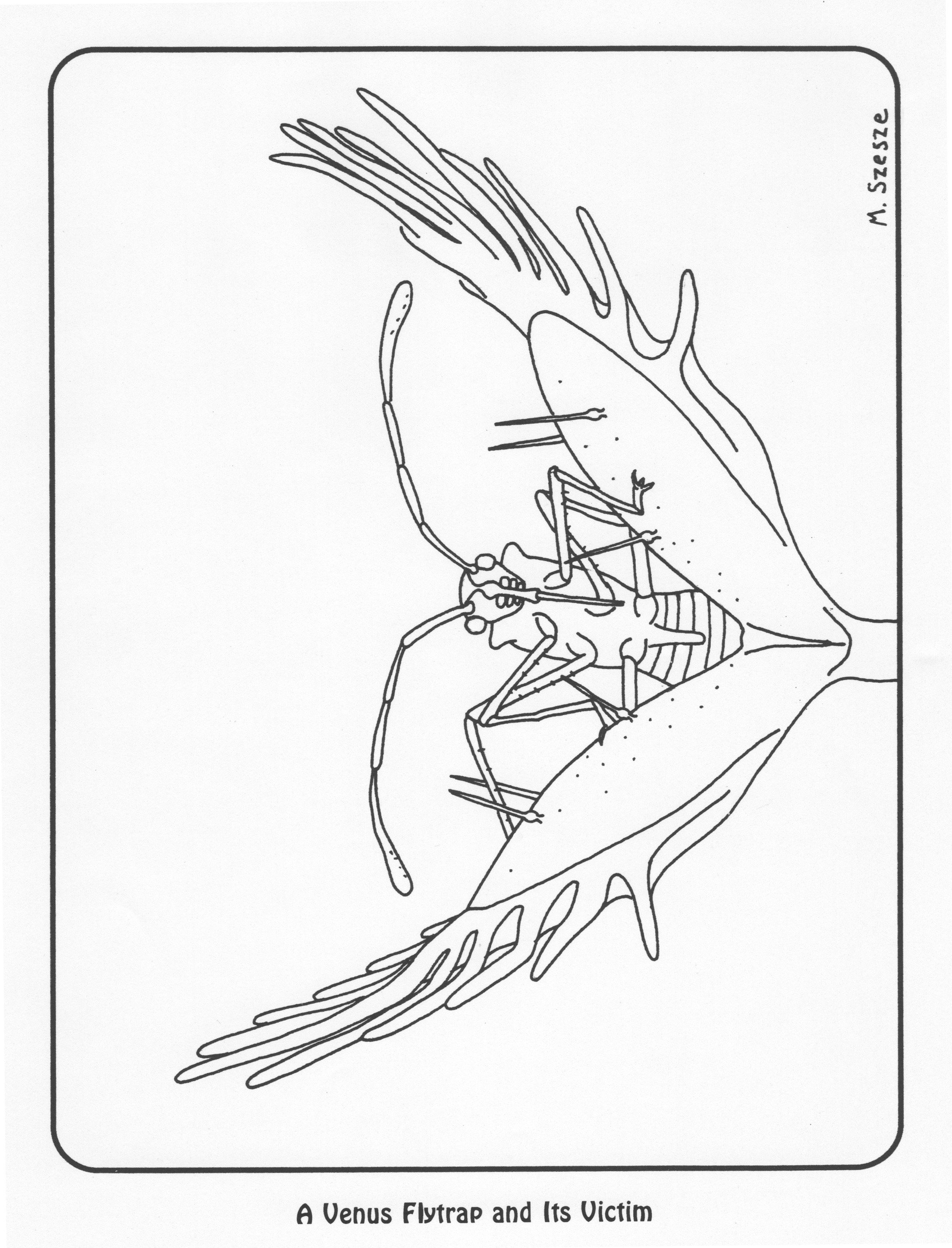 2207x2893 Free Carnivorous Plant Coloring Pages Carnivorous Plant Nursery