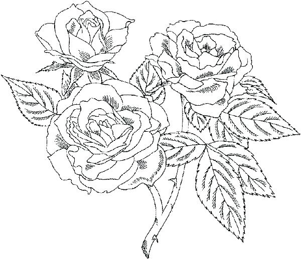 600x517 Detailed Color Pages Really Detailed Coloring Sheets For Adults