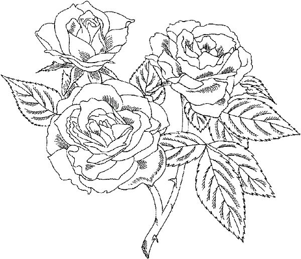 Very Detailed Coloring Pages Printable