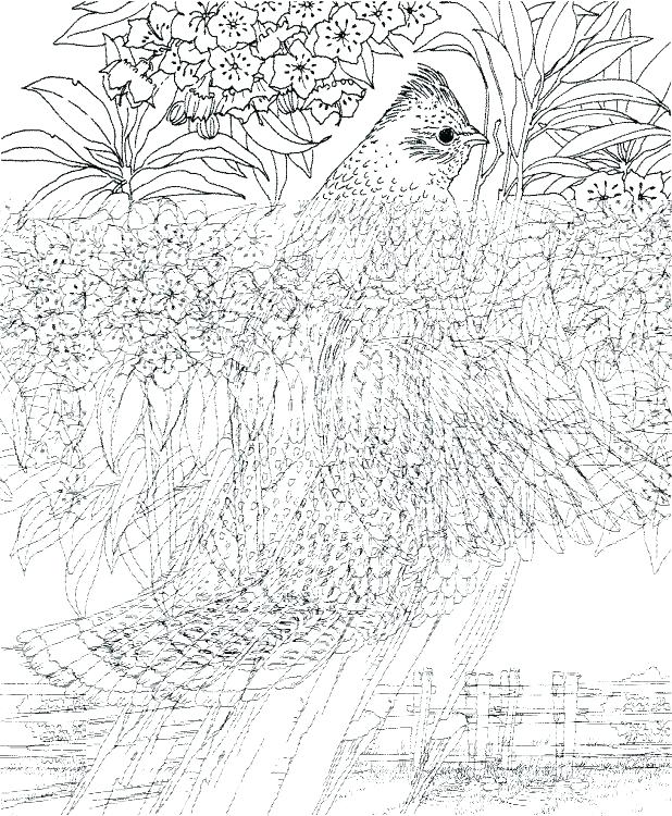 618x750 Difficult Coloring Pages Free Really Hard Coloring Pages Complex