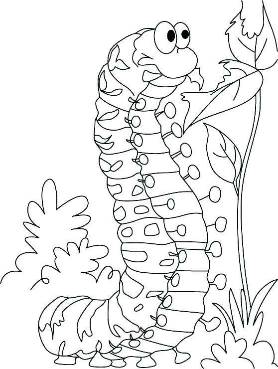 558x740 Caterpillar Coloring Sheet Vibrant The Very Hungry Caterpillar