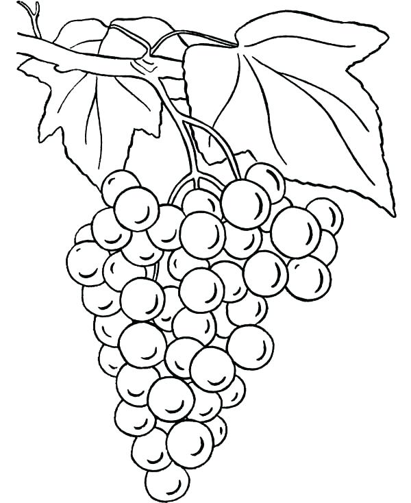 600x734 Grapes Coloring Pages Grapes Pictures For Colouring Grapes