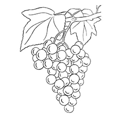 230x230 Top 25 Free Printable Lovely Grapes Coloring Pages Online