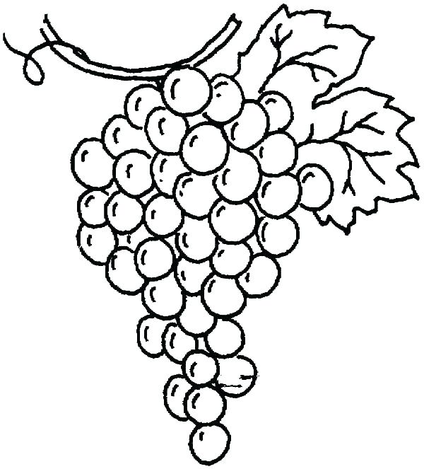600x663 Coloring Pages Drawings Drawing Grapes Coloring Pages Coloring