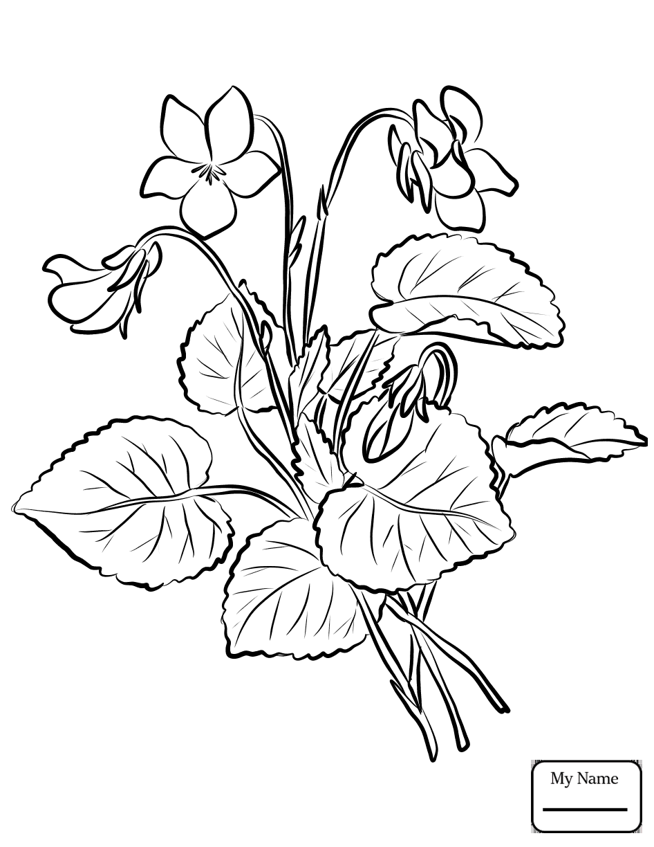946x1224 Flowers Bee The Violets Violet Coloring Pages For Kids On State