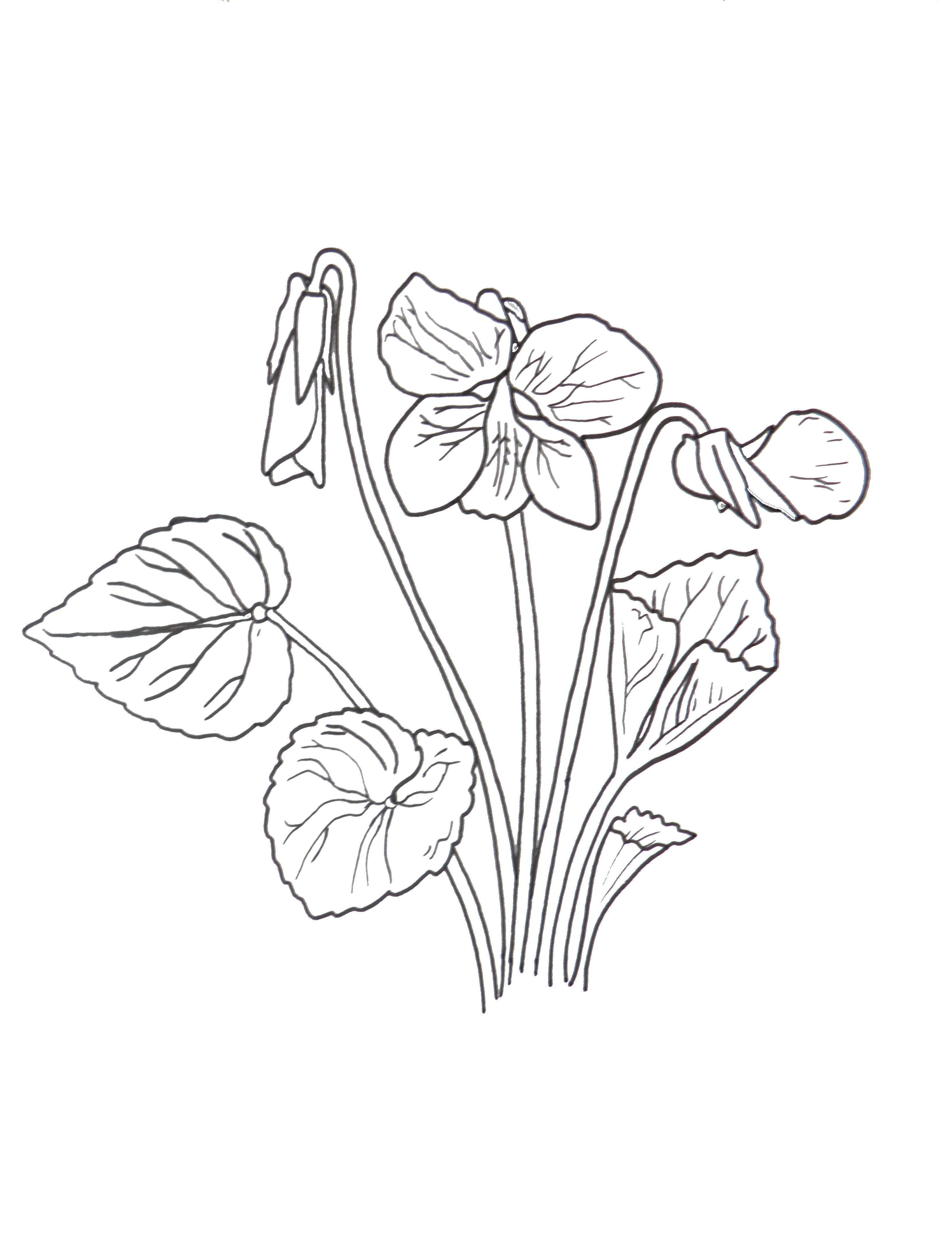 3216x4288 Violet Coloring Pages Monarch Coloring Page 4 Artist Amy Wetmore