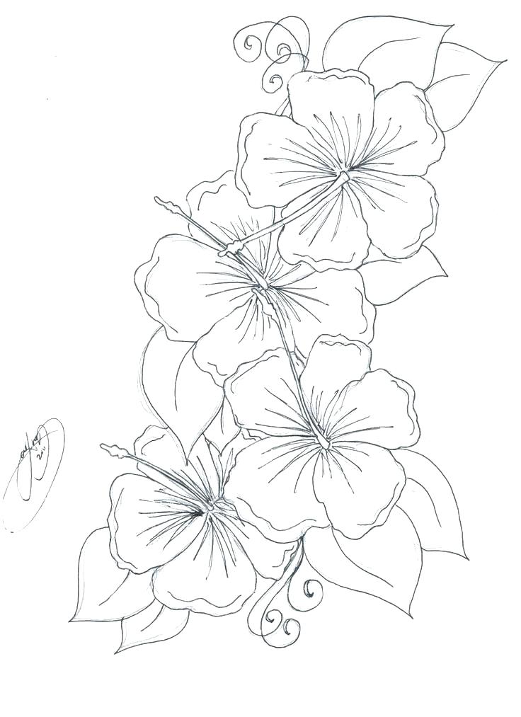 736x1013 Violet Coloring Page Coloring Page African Violet Coloring Page