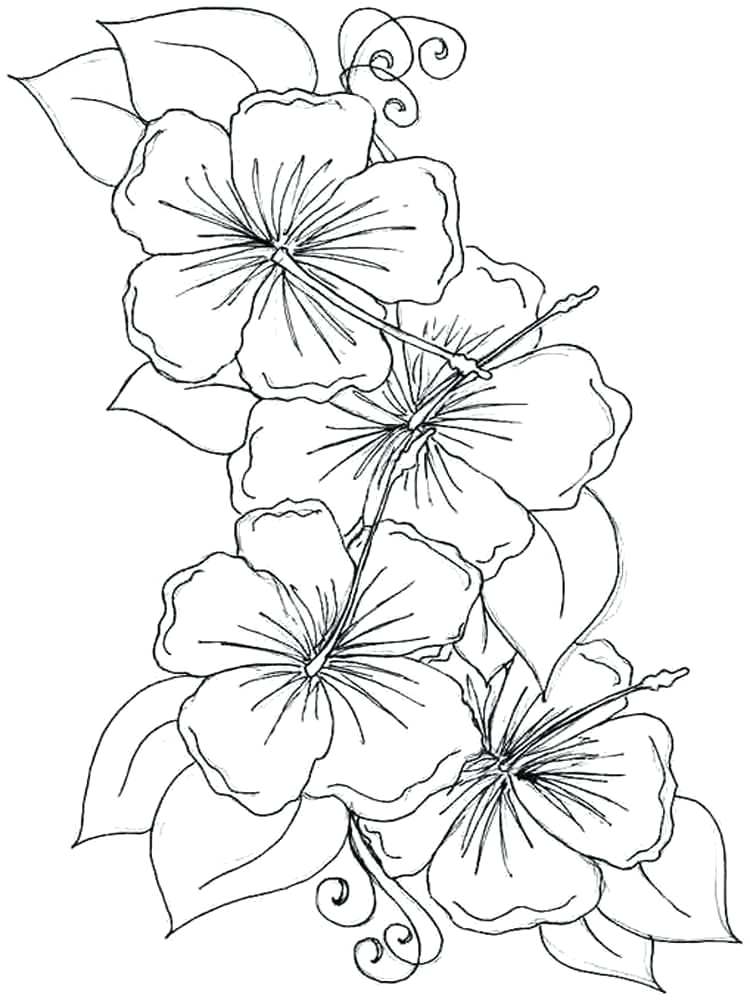 750x1000 Violet Flower Coloring Page Hibiscus Flower Coloring Pages 1