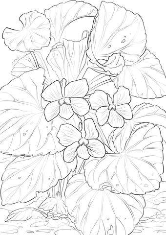 340x480 Wood Violet Flower Coloring Page