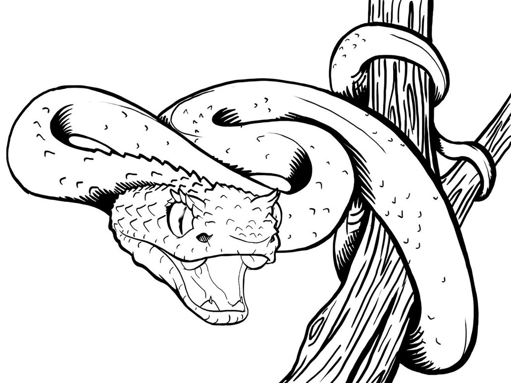 1032x774 Eyelash Viper Coloring Pages With Creativemove Me