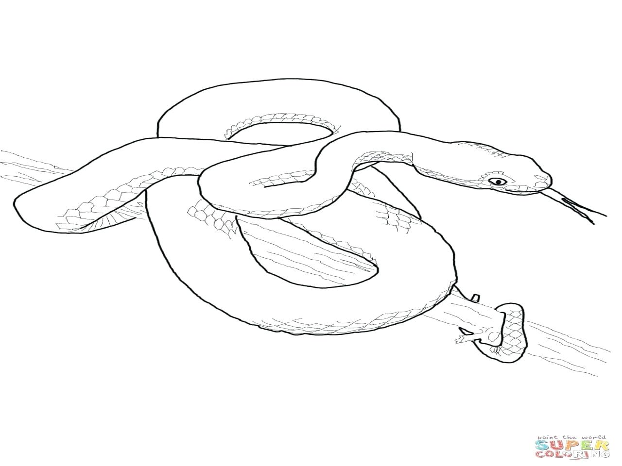 1280x960 Ninjago Snakes Colouring Pages Snake Coloring Viper Size Realistic