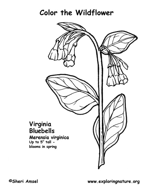 Virginia Coloring Page
