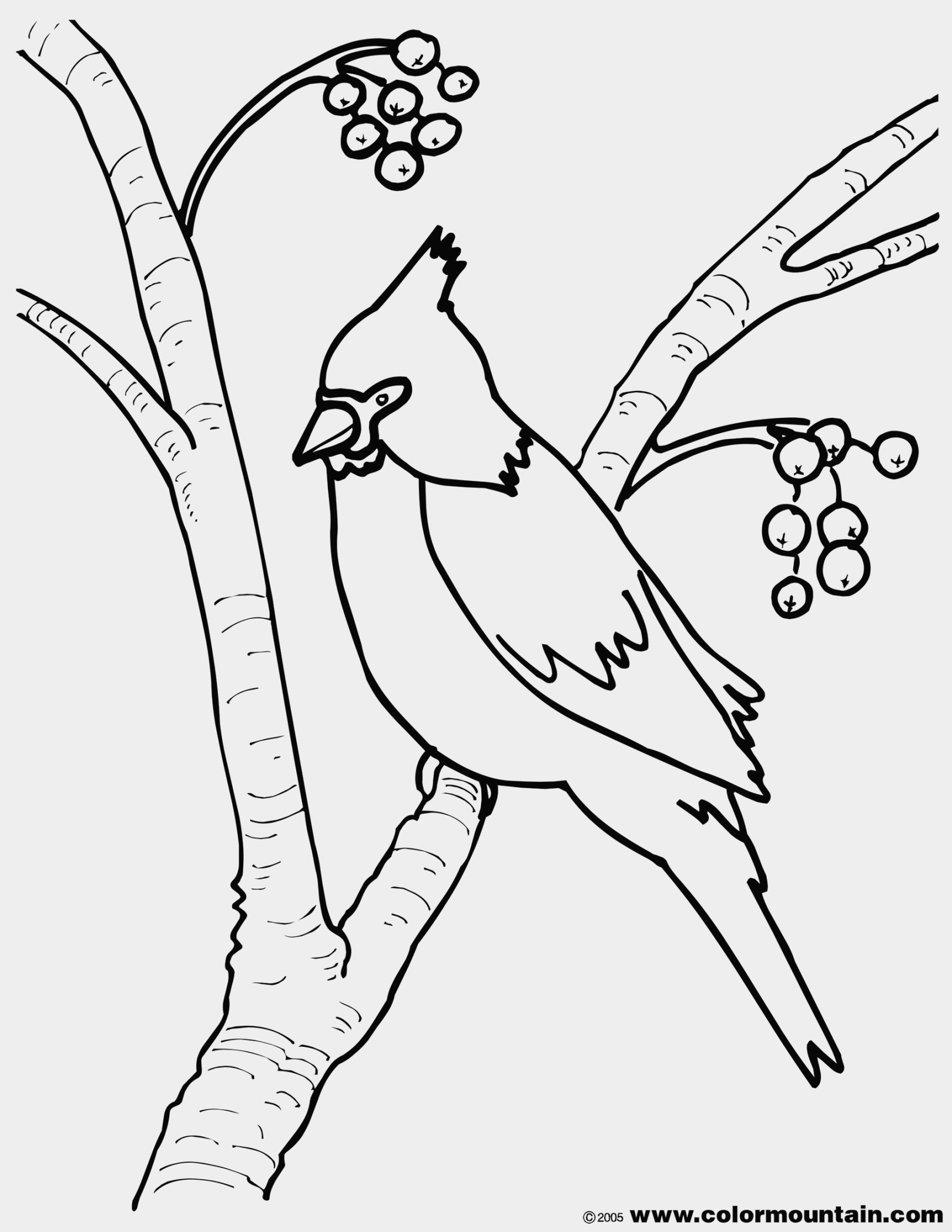 1620x2096 Maryland State Bird Coloring Page Fresh Virginia State Bird