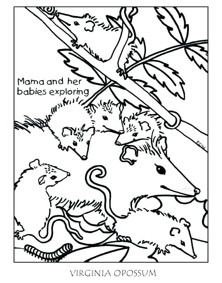 755x960 Opossum Coloring Page Possum Coloring Pages Possum Coloring Pages