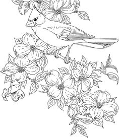 236x274 Cardinal Bird And Flowering Virginia State Flower Coloring Page