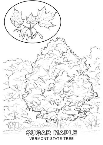 340x480 Click To See Printable Version Of Vermont State Tree Coloring Page