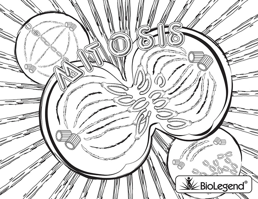 837x647 Biolegend Legendary Coloring Book
