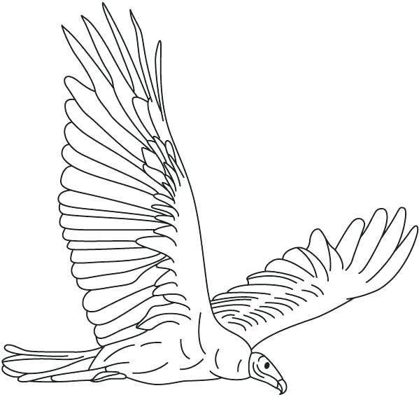 599x564 New Vulture Coloring Pages Vultures Free Vulture Magic Vulture