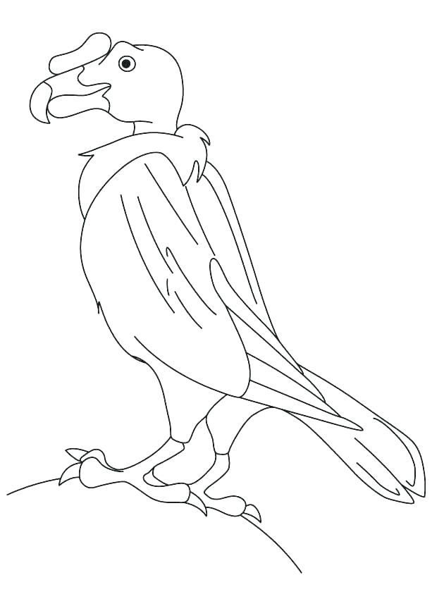 613x860 Vulture Coloring Page Vulture Coloring Page Turkey Vulture