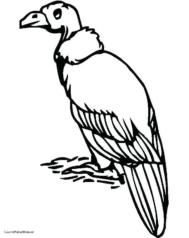 612x769 Vulture Coloring Pages Best Vulture Coloring Pages Of Pin Black