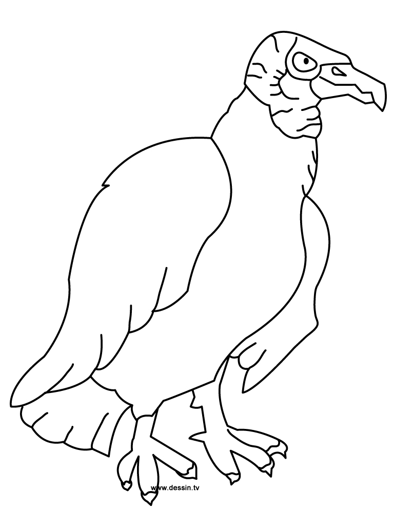 768x1024 Coloring Vulture