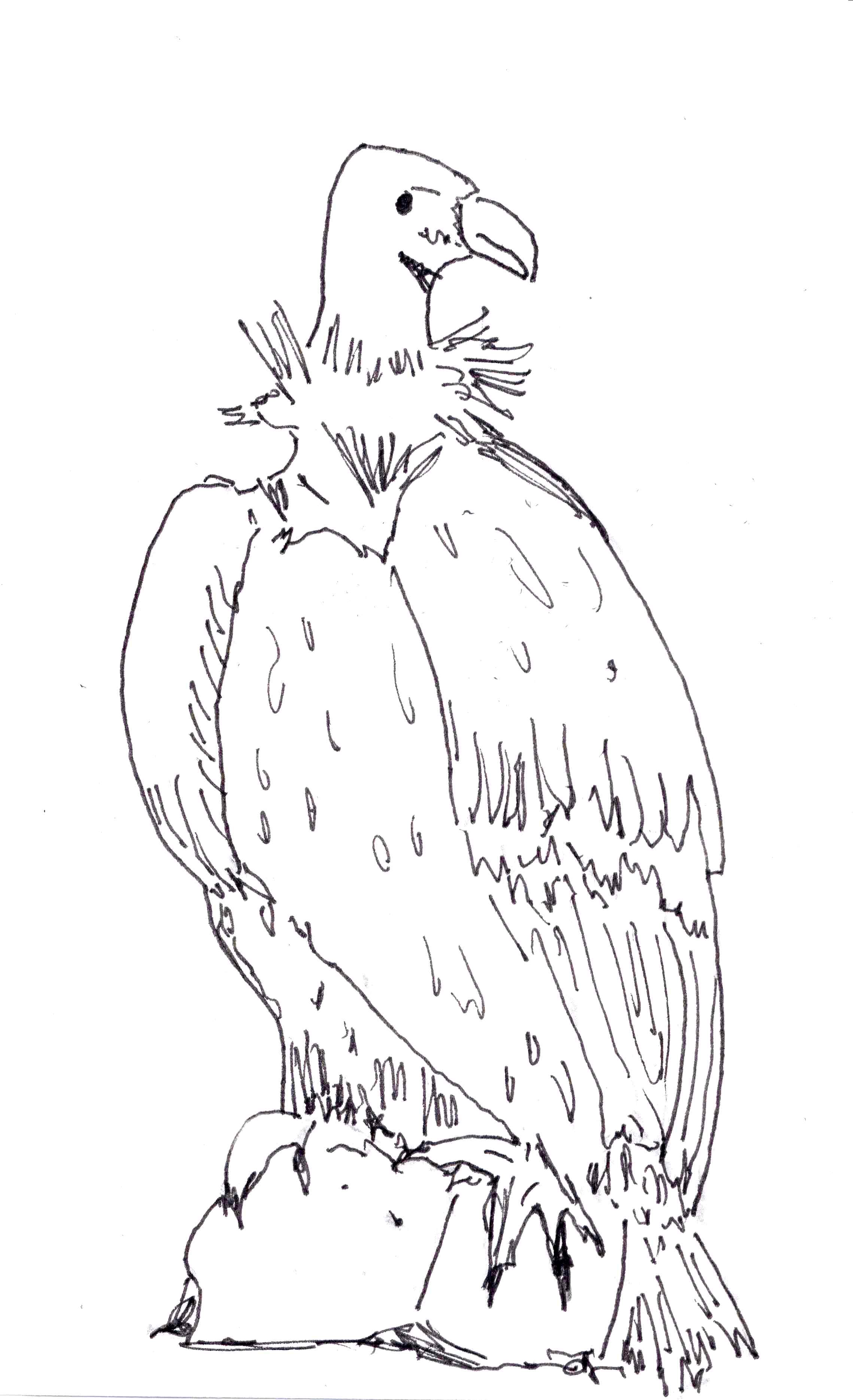 2278x3739 Wonderful Vulture Coloring Pages Page Tgm Spor