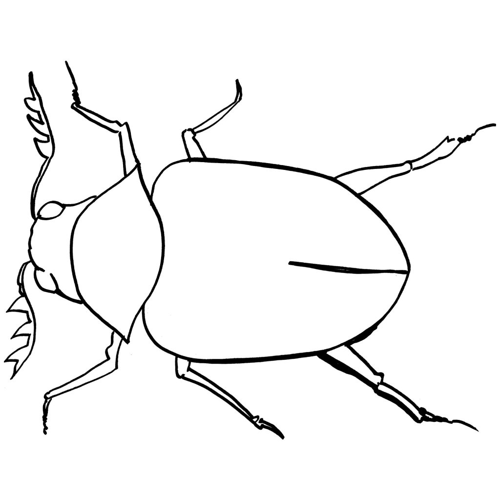 1024x1024 Small Beetleing Page Source 4hk Pages For Kids Frightening Insect