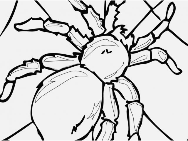 640x480 Printable Coloring Pages Vw Bug Shoot Insect Coloring Pages 7730