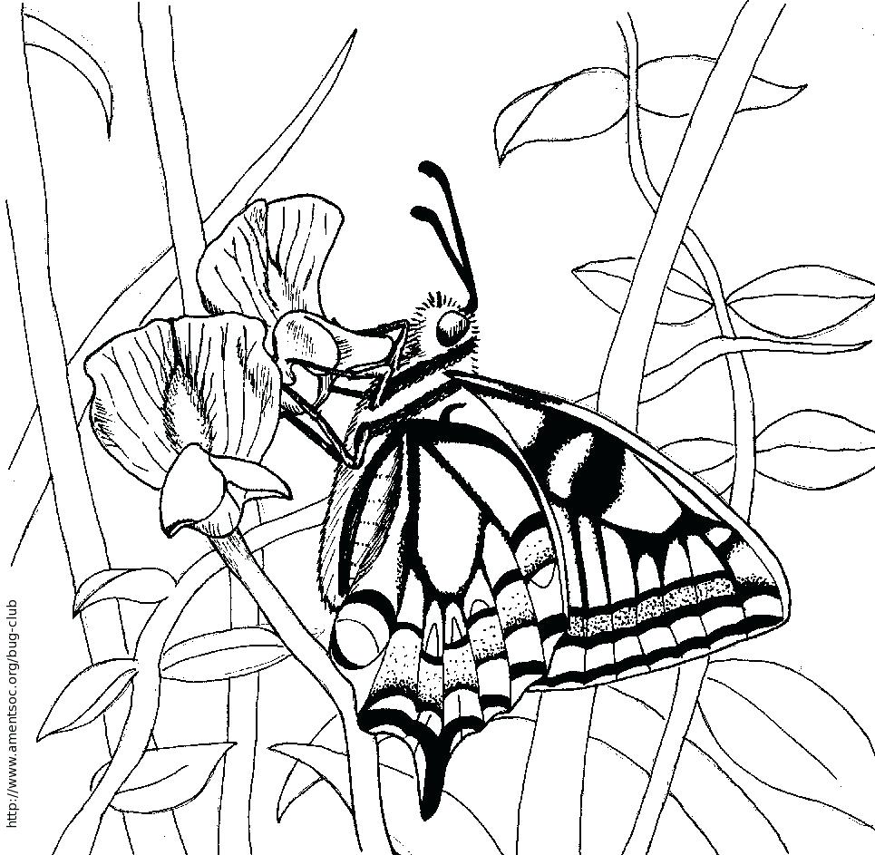 965x943 Coloring Page ~ Bug Coloring Page Sheet Swallowtail Butterfly