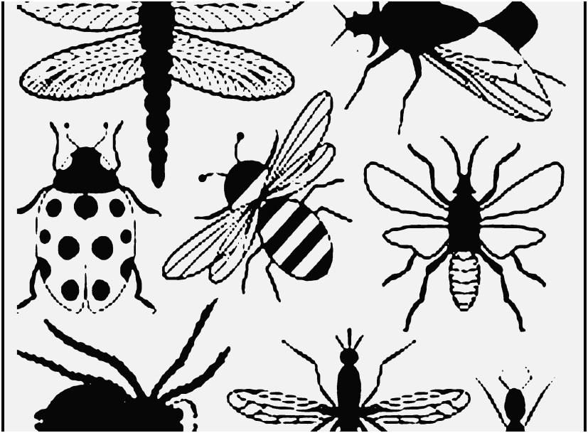 827x609 Printable Coloring Pages Vw Bug Display Bug Coloring Pages Free