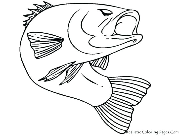 728x546 Fishing Coloring Pages Ocean Fish Coloring Pages Bass Fish