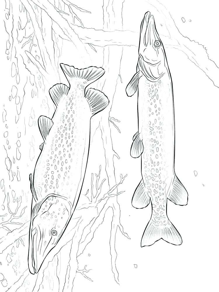 750x1000 Salmon Coloring Pages Salmon Template Salmon Coloring Pages