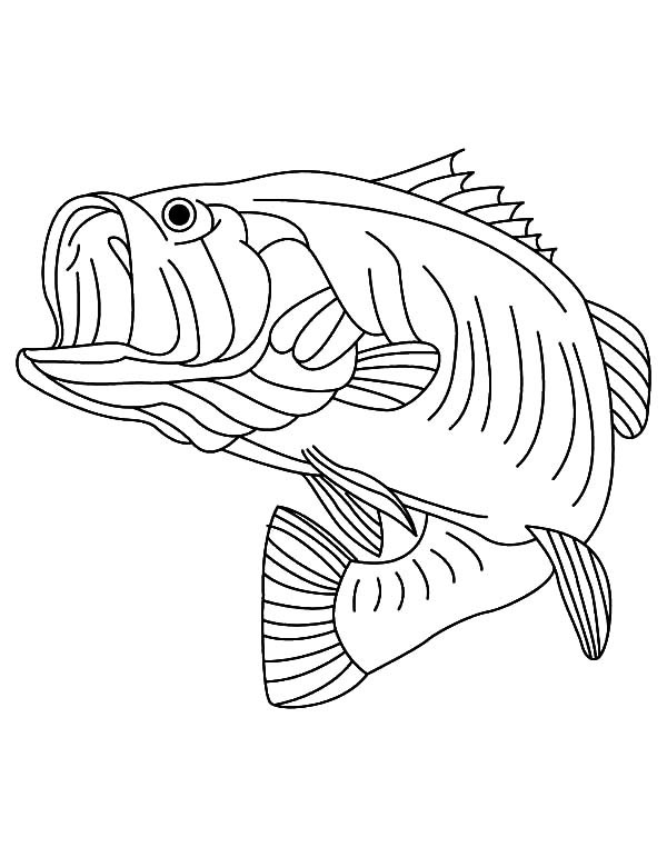 600x771 Top 74 Bass Coloring Pages