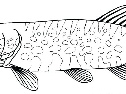 440x330 Walleye Coloring Page Jgheraghty.site