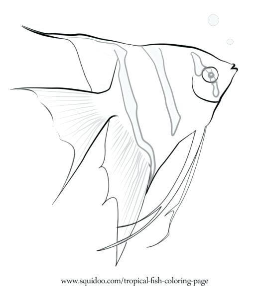 520x594 Coloring Pages For Adults Only Catfish Page Freshwater Fish Free