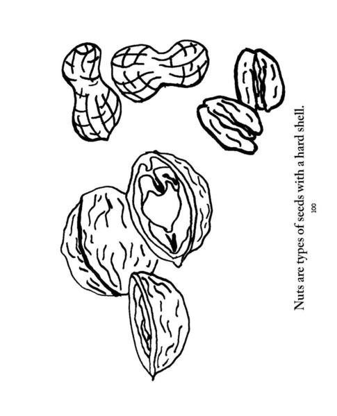 485x600 Different Types Of Nuts Coloring Sheet