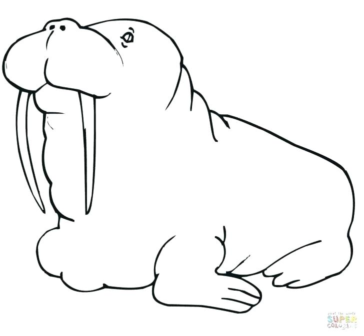 728x673 Walrus Coloring Page Walrus Coloring Page Walrus Coloring Pages
